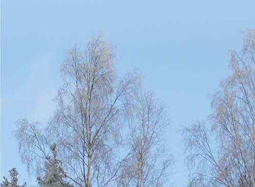 Toteutuessaan ne lisäävät puun merkittävästi.