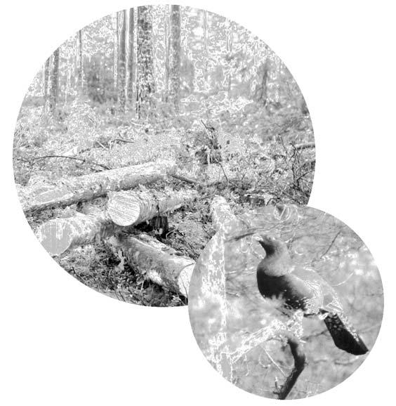 SVT Maa-, metsä- ja kalatalous 2004:45 Jord- och skogsbruk samt fiske Agriculture, forestry and fishery METSÄTILASTOLLINEN VUOSIKIRJA 2004