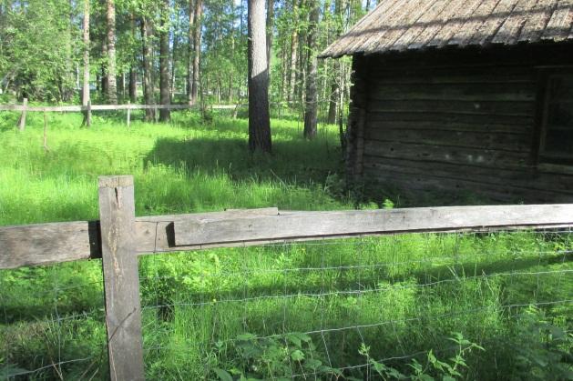 niittyleinikki. Kuvat 6 ja 7. Karjalaisen kotitalon ympäristöä kesäkuussa.