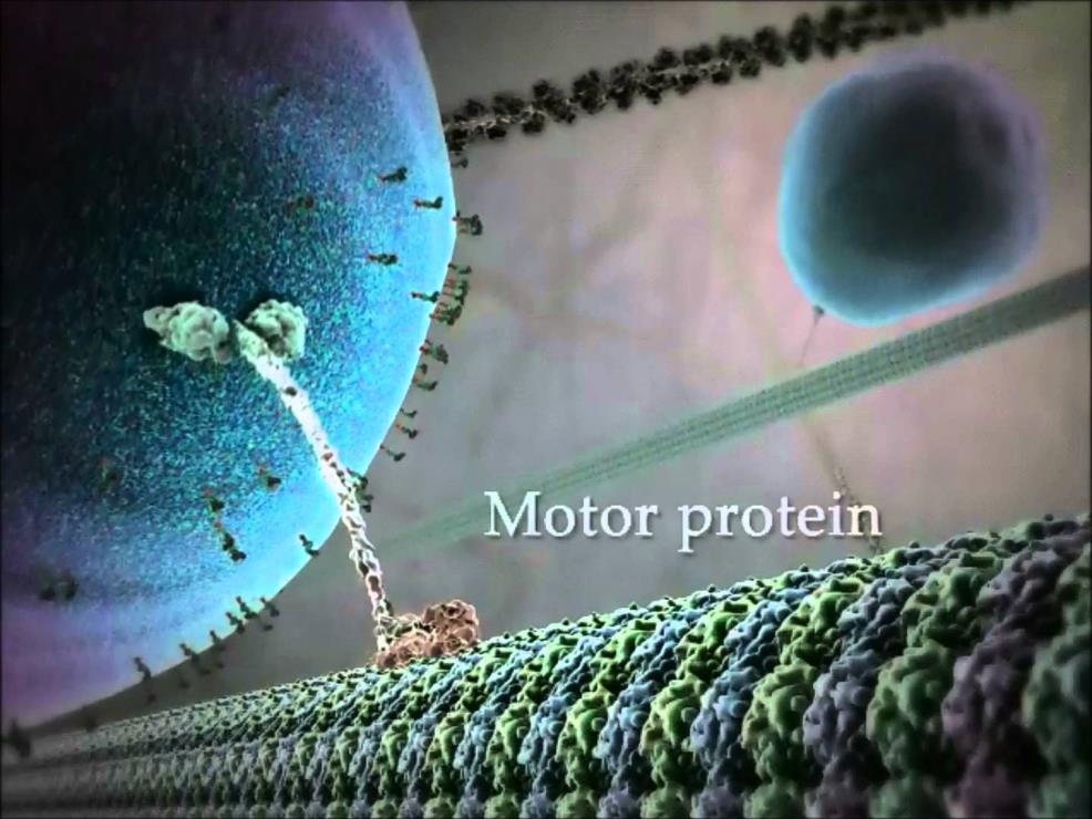 Esimerkki: molekyylimoottorit YouTube: Kinesin protein walking on microtubule 3