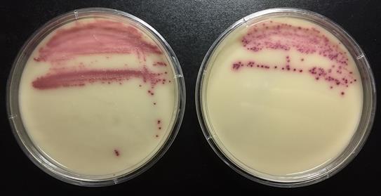 MRSA sioissa 2008 tutkimus porsastuotantiloilla: mukana 207 tilaa, yksi positiivinen ympäristönäyte (0.5 %), esiintyvyydeksi arvioitiin 0.1-2.