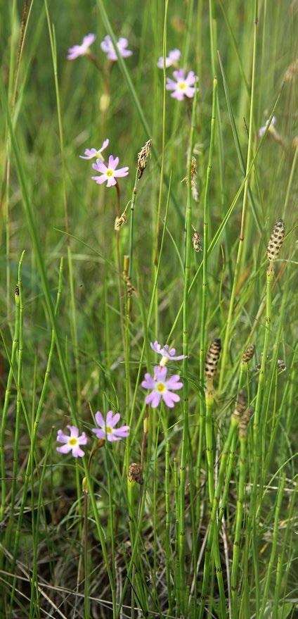 Ruijanesikon siirtokokeet MARIA hällfors & Iida Lehtimäki Keväällä ja alkukesällä 2013 pystytettiin ruijanesikon (Primula nutans ssp.