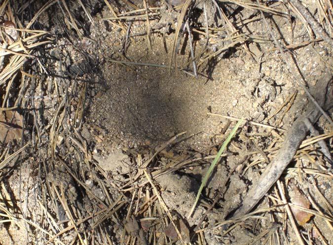 33 (44) Kuva 7 Muurahaiskorennon toukka kaivaa avohiekkaan kuopan, jonka avulla se pyydystää ravinnokseen etenkin muurahaisia. 4.