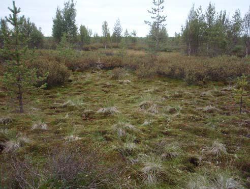 FCG Finnish Consulting Group Oy Ympäristövaikutusten arviointiselostus 19