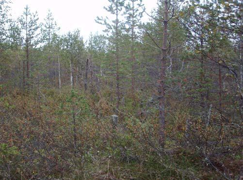 FCG Finnish Consulting Group Oy Ympäristövaikutusten arviointiselostus 62 (76) Kuokkasuon selvitysalueen itäosa on pääasiassa muuttunutta turvekangasta (Tkg), joka on pitkälle umpeenkasvanutta.