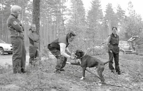 Näin epätarkkaa ja keskittymätöntä koiraa päästiin muistuttamaan tarkkaamattomuudesta. Samalla tuli testattua ohjaajankin tarkkaavaisuus.