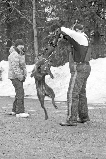 Paikkana oli Tampereen aikuiskoulutuskeskuksen parkkipaikka.. Vesi- ja räntäsateisesta kelistä huolimatta päivään osallistui 12 koirakkoa.
