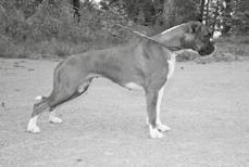 4 Lahti, Salohalla Hilkka alle 10/ yli 3000 ROP Cocoon s Perfect Choice VSP Cocoon s Jam Jam PN2 Cochise Only the Lonely SERT, va-cacib PN3 Cocoon s Pretty Woman va-sert 5.