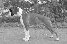 Tampere, Werbitskij Wyacheslav alle 30/ yli 4000 ROP Cocoon s Pet Shop Boy SERT, Cacib VSP Playbox s Soronume PU2 Kreidsid Admirable Bueno Brillo SERT, va-cacib PU3 Liberum Avis Aut Caesar PU4