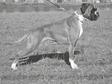 6. Helsinki, Vanhoenacker Roger yli 10/ yli 2000 ROP Cocoon s Jam Jam VSP Luckyfan Gerlad O Guido SERT, PU2 Ability Edward Echo SERT va-cacib PU3 Liberum Avis Aut Ceasar PU4 Kreisid Admirable Bueno