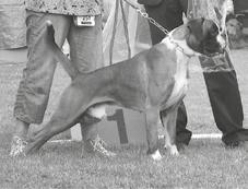 Rovaniemi, Brankooviz Zoran alle10/ yli 2000 ROP Playbox s Soronume Cacib PN2 La Diva de Villa de Rota SERT ROP Veteraani mr Homer di Noi Vincere 30.