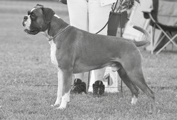 2012 Philip John Sert Cacib Vuoden näyttely bokseri Bestbox Bonita De Luna Vuoden VSP-näyttely bokseri Zenmaxkay s Maximus Vuoden pentu Daytona Nostrum Vuoden veteraani Najaf`s Deep Blue Sea Vuoden