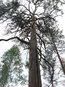 Ote suositusten johdannosta Metsänhoidon suositukset ovat metsänhoidon käsikirja ja päätöksenteon apuväline metsänomistajalle.