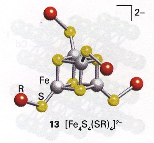 Fe-S kluserit entsyymien kofaktoreita (mm. nitrogenaasi joka konvertoi N 2 NH 3 :ksi). Fe 4 S 4 kubaani sydän.