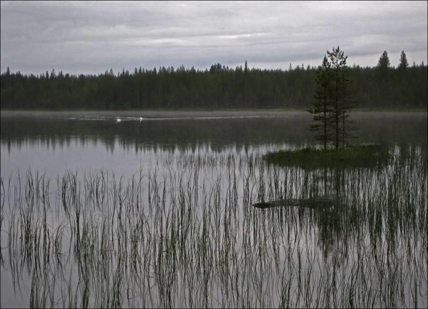 12 3.5 Linnusto Vesilinnustoltaan Saukkojärvien alue vaikutti vaatimattomalta. Telkkä ja tavi olivat ainoat lajit vesilintulajit, jotka havaittiin Pienellä Saukkojärvellä. Kahlaajista havaittiin liro.