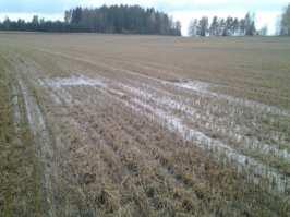 Nitrogen runoff (Autumn) NO 3 -Nload Autumn 2012 640 kg 140 kg High