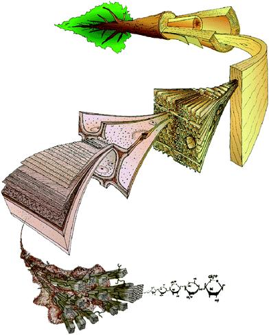Puu ja kasvit ovat nanomateriaaleja Puukuidut rakentuneet muutaman nanometrin paksuisista nanofibrilleistä, jotka