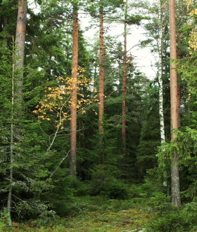Vanhan metsän palsta Kaatajanvuoren koillispuolella on metsäpalstan osa, jossa kasvaa kasvupaikanmukaisesti