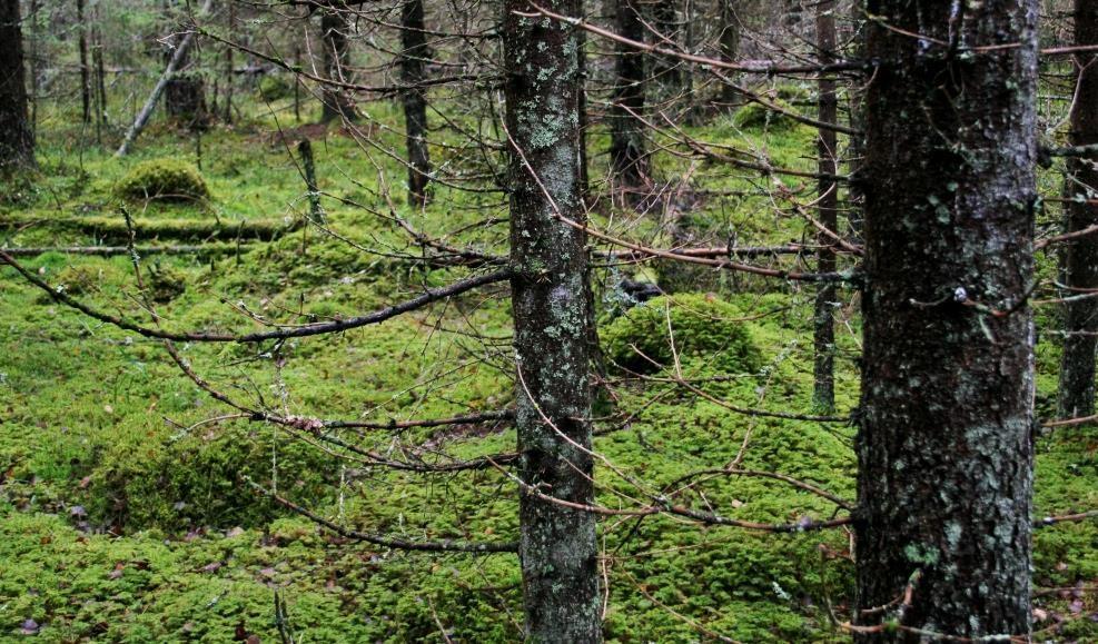 Kerrossammalkuusikko Kaatajanvuorelta vajaa kilometri itään,