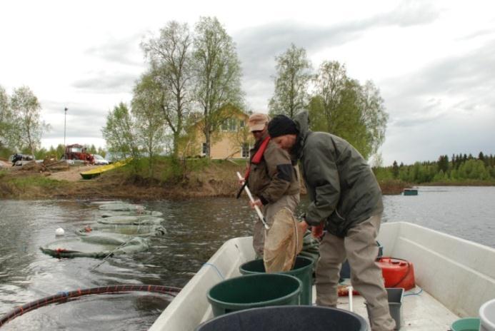 vaelluspoikasten annettiin toipua