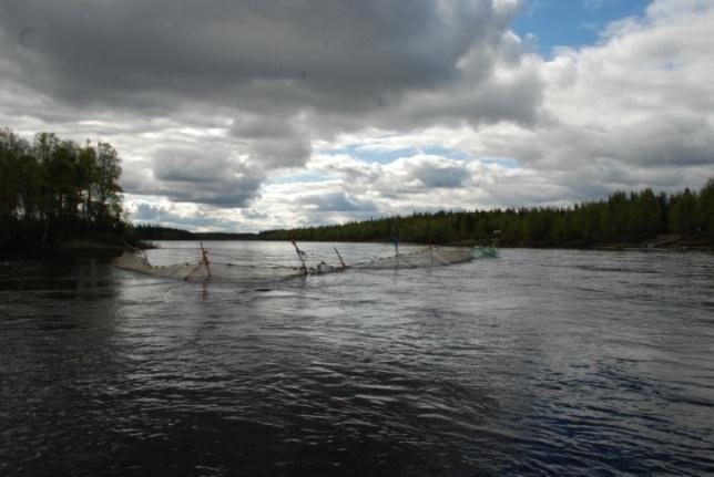 Kuva 6. Villejä mereen vaeltavia smoltteja pyydystettiin Muonionjoesta 0,5 km:n päässä kalojen vapautuspaikasta ylävirtaan. Istutuskoe T-ankkurimerkityillä 2 v merilohilla toteutettiin 10., 15. ja 22.