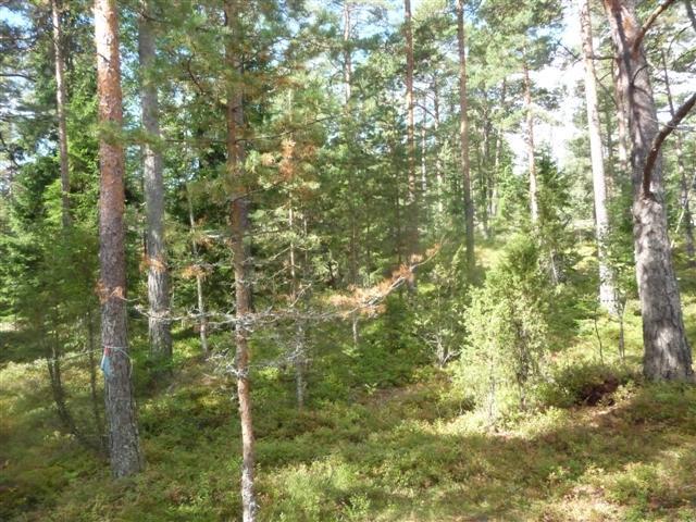 Kaivoksen toiminta on jatkunut vuoteen 1844. Kohde on paikannettu yleiskaavan hyväksymisen jälkeen, eikä sitä ja sen laajuutta ole tarkastettu maastossa.