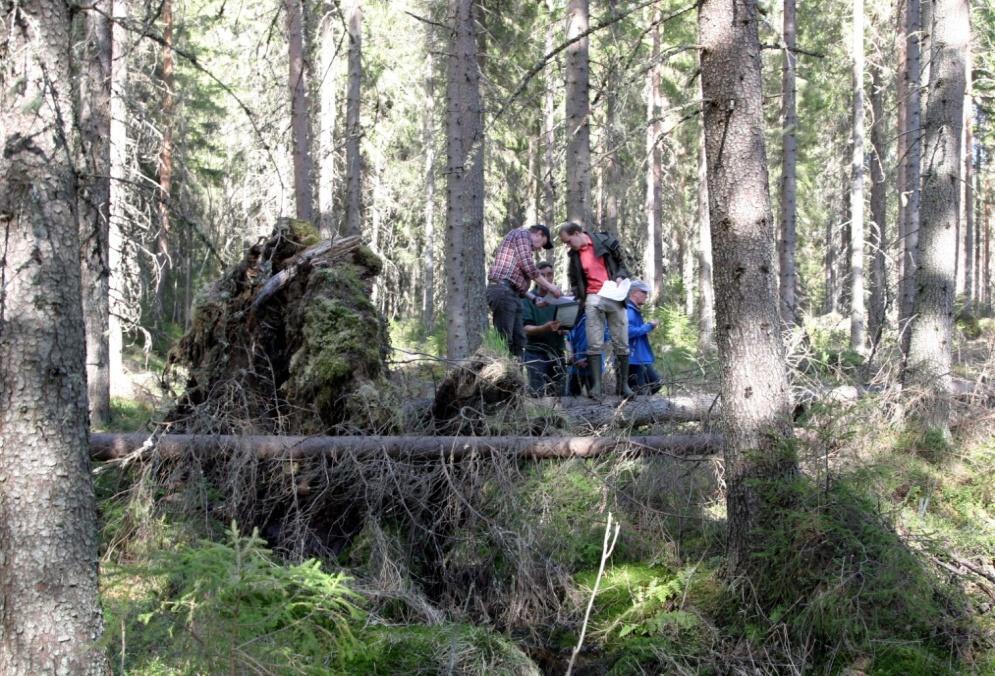 Kuvia UPM:n omistamalta Teurisuolta, jolle Peatbog Oy on hakemassa ympäristölupaa Järeää