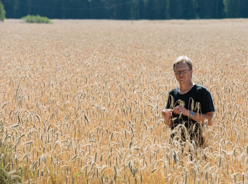 Vehnä ja ruis Vehnän luomu-sertifioitua siementä kylvetään noin 300 tonnia Rukiin luomusertifioitua siementä kylvetään 50 100