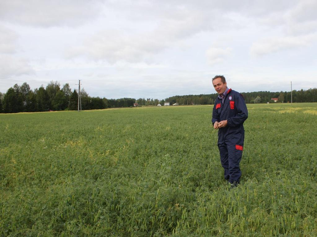 Herne ja härkäpapu Herneen luomu-sertifioitua siementä kylvetään 100 200 tonnia (seosvilja on huomioitu arvioissa) Härkäpavun