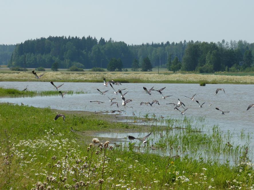 Kosteikot Säätelevyys, kun vesipinta pääsee vaihtelemaan Ravinteiden pidätys, kun viipymä riittävä (1 vrk