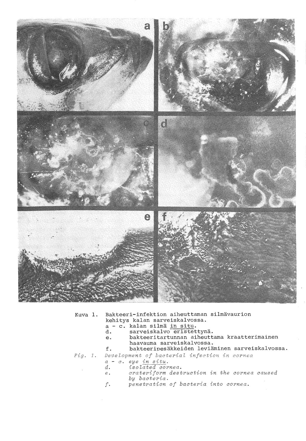 A. 1 Kuva l. Bakteeri-infektion aiheuttaman silmävaurion kehitys kalan sarveiskalvossa. a - c. kalan silmä in situ. d. sarveiskalvo er