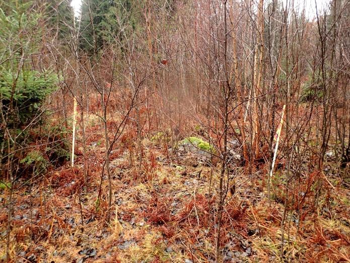 Vasemmalla raivausröykkiö voimajohtokäytävällä, merkitty neljällä paalulla. Kuvattu lounaaseen. Oikealla ennestään tunnettu raivausröykkiö voimajohtokäytävän itäpuolella, tie pohjoispuolella.