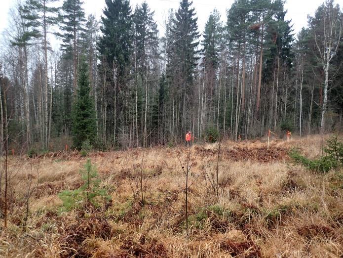 Vasemmalla voimajohtokäytävän länsipuolella sijaitsevat nauriskuopat merkittynä. Etäisin yksittäinen kuoppa kuvassa vasemmalla, oikealla kolme kuoppaa samana alueena. Kuvattu lounaaseen.