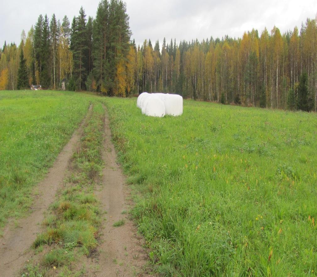 Suojavyöhykkeeltä ei ole korjattu satoa