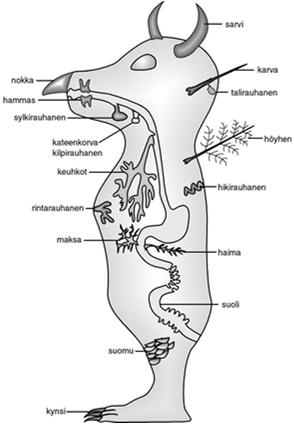 Hampaat ovat ektodermin elimiä.