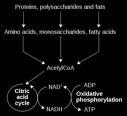 Aineenvaihdunta (metabolia): katabolia energian, pelkistysvoiman ja prekursorien tuotto Proteolytic enzymes C, H, N, O,.