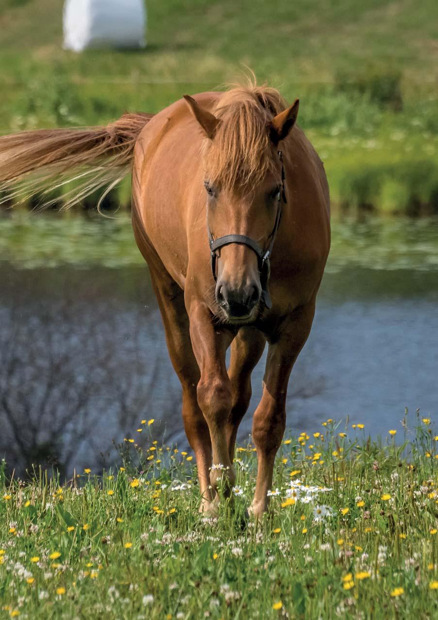 Ypäjän luonto ja kauniit jokivarsimaisemat kutsuvat viihtymään. Kyllä huomaa saapuneensa Suomen hevospitäjään, sillä jokaisella laitumella kirmaa hevosia.