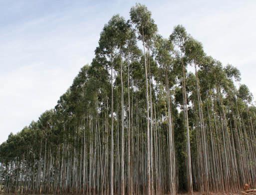 tonnia eucalyptussellua Omat istutusmetsät (Fosa) 17 % omistus Botniassa 2.