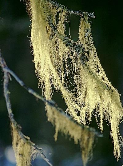 Symbioosi Biologian termi, joka tarkoittaa (osapuolille