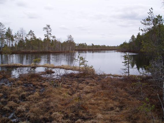 6 3.5 Palolampi Palolampi on jyrkkäreunainen lampi, jossa on muutamia pienialaisia saranevareunuksia. Viitasammakon ääntelyä ei lammella havaittu.