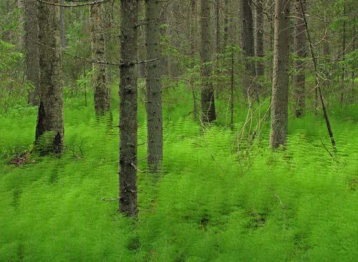 Uudet erityisen tärkeiksi määritellyt elinympäristöt Metsäkortekorvet