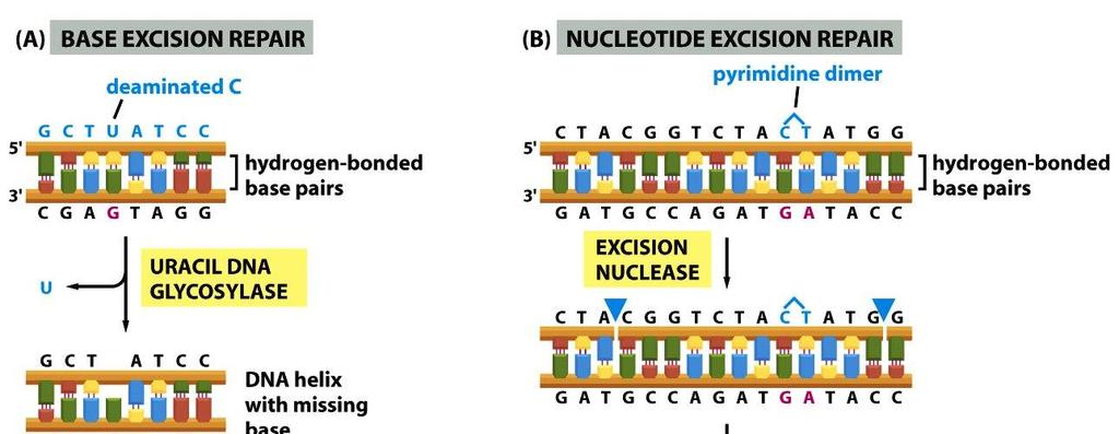 5-48 Molecular Biology of the Cell ( Garland Science 2008)