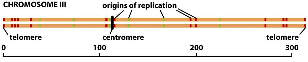 solunjakautumisessa) Figure 5-51 Molecular Biology of the Cell (