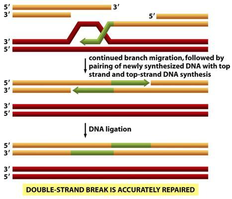 ja proteiineja Telomeerit Replikaation jälkeen: homologinen