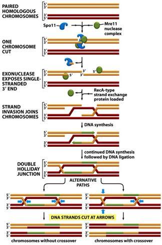 .(DNA-toistojaksot) homologinen pariutuminen voi tapahtua juoponnappiin GENOMIN