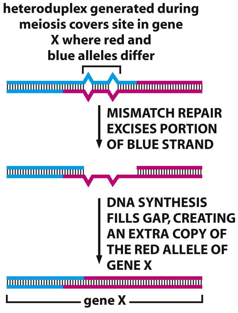 vastinkromosomien sekvenssien vaihtuminen risteyskohdasta kromosomin päähän asti