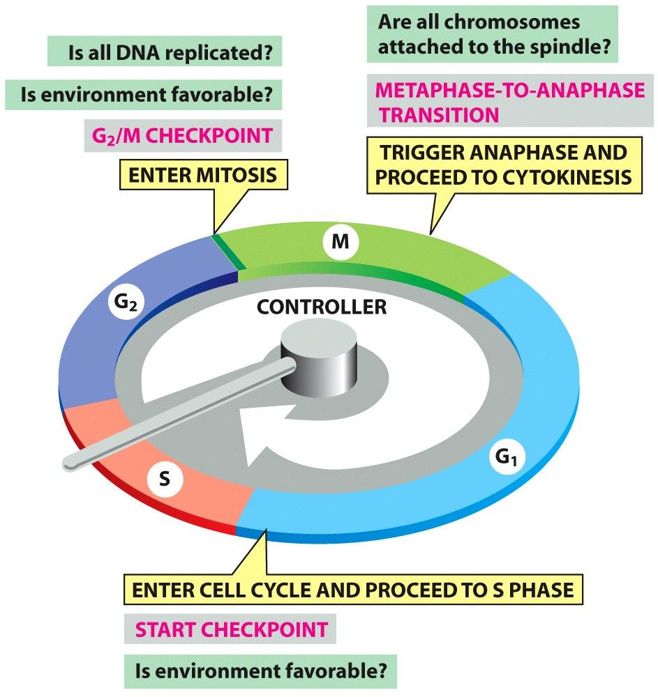 Ennen solunjakautumista kaikkien kromosomien pitää kiinniwyä tumasukkulaan Figure 17-14 Molecular Biology of the Cell ( Garland Science 2008) DNA- molekyylit