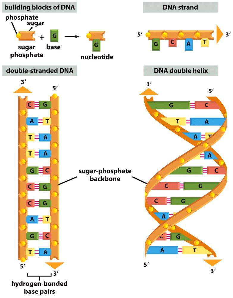 DNA:n rakenne Vas8njuosteet aina