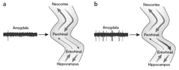 Emootioiden muistia vahvistava vaikutus: a) Kun amygdala ei aktiivinen, cortexilta siirtyy tieto hippocampukseen niukasti (alaspäin menevät nuolet) b)
