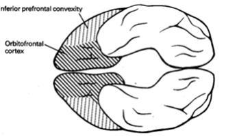 Sekundaariemootiot: ventromediaalinen prefrontaalicortex keskeinen (= limbinen assosiaatioaivokuori
